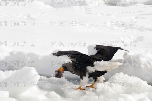 Steller's sea eagle (Haliaeetus pelagicus) eating fish, Russia Steller's sea eagle, Haliaeetus pelagicus, (Pygargue de Steller) Russia, 2017