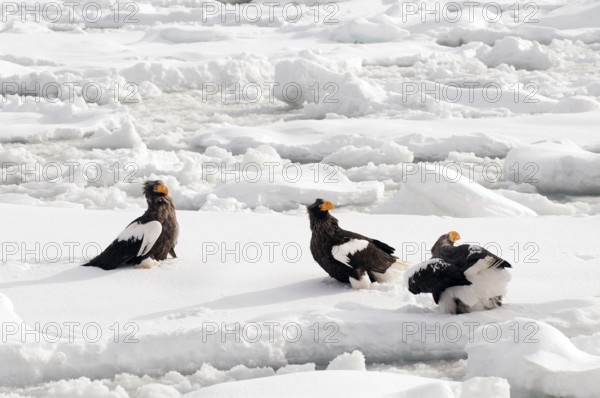 Steller's sea eagle (Haliaeetus pelagicus) on the pack, Russia Steller's sea eagle, Haliaeetus pelagicus, (Pygargue de Steller) Russia, 2017