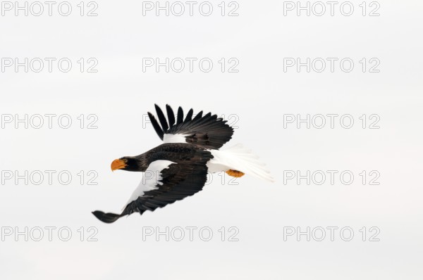 Steller's sea eagle (Haliaeetus pelagicus) flying, Russia Steller's sea eagle, Haliaeetus pelagicus, (Pygargue de Steller) Russia, 2017