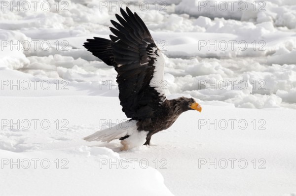 Steller's sea eagle (Haliaeetus pelagicus) take-off, Russia Steller's sea eagle, Haliaeetus pelagicus, (Pygargue de Steller) Russia, 2017