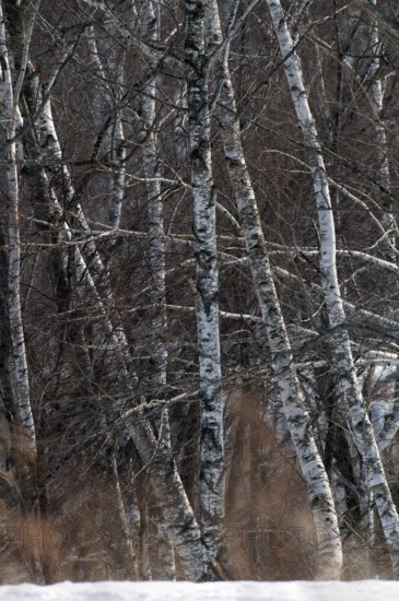 Birch trees in the winter Landscape, Hokkaido, North, East, Winter, (Paysage) Japan, 2017