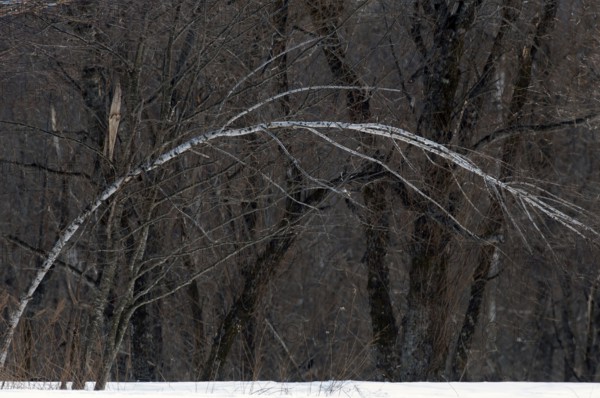 Birch tree in the winter Landscape, Hokkaido, North, East, Winter, (Paysage) Japan, 2017