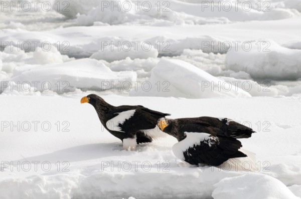 Steller's sea eagle (Haliaeetus pelagicus) couple on the pack, Russia Steller's sea eagle, Haliaeetus pelagicus, (Pygargue de Steller) Russia, 2017