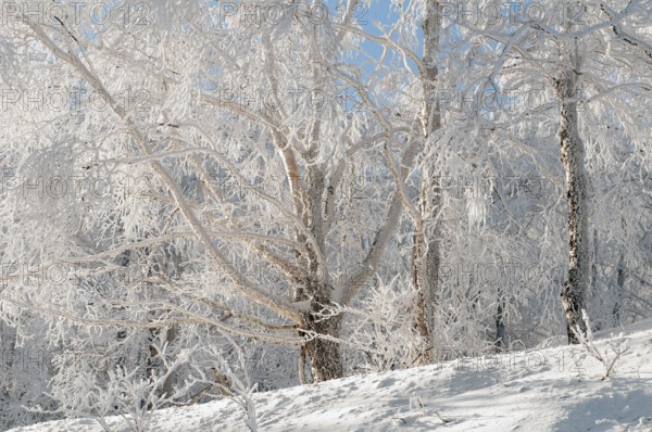 Landscape in winter of Hokkaido, Japan Landscape, Hokkaido, North, East, Winter, (Paysage) Japan, 2017