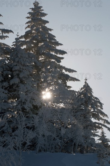 Trees and snow Landscape, Hokkaido, North, East, Winter, (Paysage) Japan, 2017
