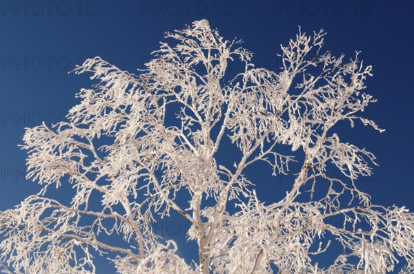 Landscape, Hokkaido, North, East, Winter, (Paysage) Japan, 2017 Tree and snow