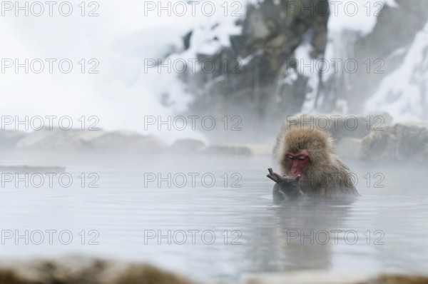 Japanese macaque or snow japanese monkey in onsen (Macaca fuscata), Japan Monkey-Japanese, Macaca fuscata (Macaque Japon) Japan, 2017