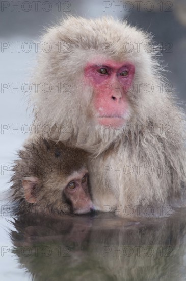 Japanese macaque or snow japanese monkey, baby and mom in onsen (Macaca fuscata), Japan Monkey-Japanese, Macaca fuscata (Macaque Japon) Japan, 2017