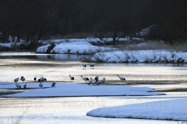 Japanese crane, Red-crowned crane (Grus japonensis), flock before sunrise, Japan Manchuria Crane, Japanese Crane, Grus japonensis (Grue du Japon) 2017