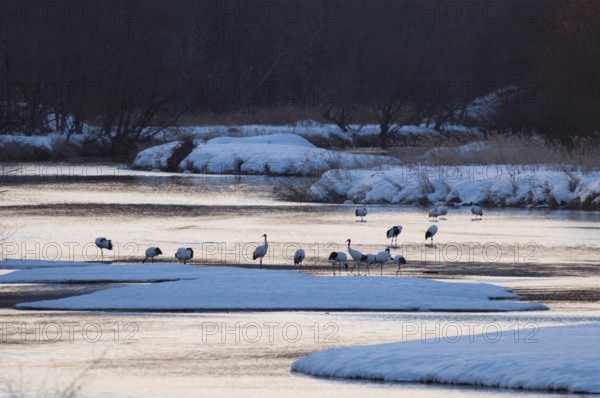 Japanese crane, Red-crowned crane (Grus japonensis), flock in the river before sunrise, Japan Manchuria Crane, Japanese Crane, Grus japonensis (Grue du Japon) 2017