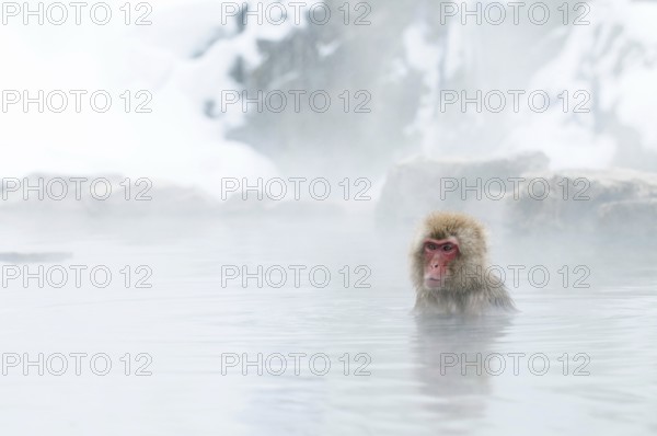 Japanese macaque or snow japanese monkey in onsen (Macaca fuscata), baby needs milk, Japan Monkey-Japanese, Macaca fuscata (Macaque Japon) Japan, 2017
