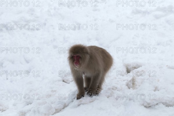 Japanese macaque or snow japanese monkey in the snow (Macaca fuscata), Japan Monkey-Japanese, Macaca fuscata (Macaque Japon) Japan, 2017