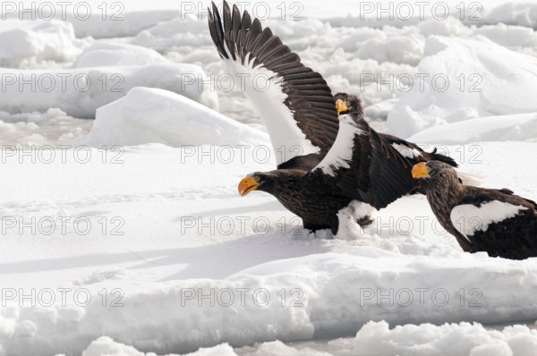 Steller's sea eagle (Haliaeetus pelagicus) take-off, Russia Steller's sea eagle, Haliaeetus pelagicus, (Pygargue de Steller) Russia, 2017