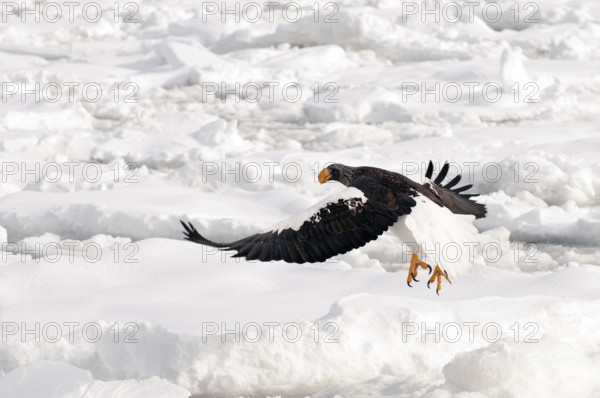 Steller's sea eagle (Haliaeetus pelagicus) flying on the pack, take-off, Russia Steller's sea eagle, Haliaeetus pelagicus, (Pygargue de Steller) Russia, 2017