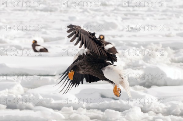 Steller's sea eagle (Haliaeetus pelagicus) flying, Russia Steller's sea eagle, Haliaeetus pelagicus, (Pygargue de Steller) Russia, 2017
