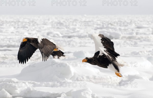 Steller's sea eagle (Haliaeetus pelagicus) couple flyng on the pack, Russia Steller's sea eagle, Haliaeetus pelagicus, (Pygargue de Steller) Russia, 2017