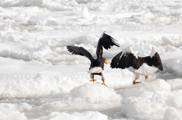 Steller's sea eagle (Haliaeetus pelagicus) eating a fish, Russia Steller's sea eagle, Haliaeetus pelagicus, (Pygargue de Steller) Russia, 2017