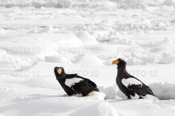 Steller's sea eagle (Haliaeetus pelagicus) couple on the pack, Russia Steller's sea eagle, Haliaeetus pelagicus, (Pygargue de Steller) Russia, 2017