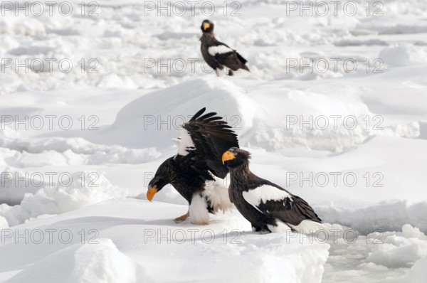 Steller's sea eagle (Haliaeetus pelagicus) landing, Russia Steller's sea eagle, Haliaeetus pelagicus, (Pygargue de Steller) Russia, 2017