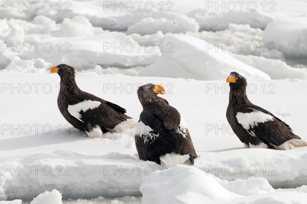 Steller's sea eagle (Haliaeetus pelagicus) on the pack, Russia Steller's sea eagle, Haliaeetus pelagicus, (Pygargue de Steller) Russia, 2017