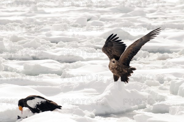 White-tailed Sea-eagle landing on the pack (Haliaeetus albicilla), Russia Eagle-rabalva, rabalva, Haliaeetus albicilla, (Pygargue à queue blanche) Russia, 2017