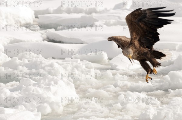 White-tailed Sea-eagle flying (Haliaeetus albicilla), Russia Eagle-rabalva, rabalva, Haliaeetus albicilla, (Pygargue à queue blanche) Russia, 2017