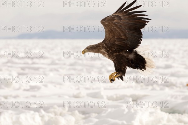 White-tailed Sea-eagle flying on the pack (Haliaeetus albicilla), Russia Eagle-rabalva, rabalva, Haliaeetus albicilla, (Pygargue à queue blanche) Russia, 2017