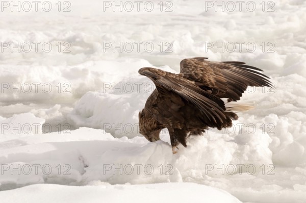 White-tailed Sea-eagle on the pack (Haliaeetus albicilla), Russia Eagle-rabalva, rabalva, Haliaeetus albicilla, (Pygargue à queue blanche) Russia, 2017