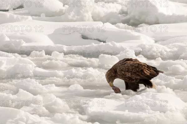 White-tailed Sea-eagle eating a fish on the pack (Haliaeetus albicilla), Russia Eagle-rabalva, rabalva, Haliaeetus albicilla, (Pygargue à queue blanche) Russia, 2017