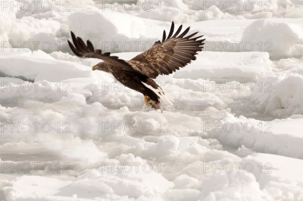 White-tailed Sea-eagle flying on the pack and catch a fish (Haliaeetus albicilla), Eagle-rabalva, rabalva, Haliaeetus albicilla, (Pygargue à queue blanche) Russia, 2017 Russia