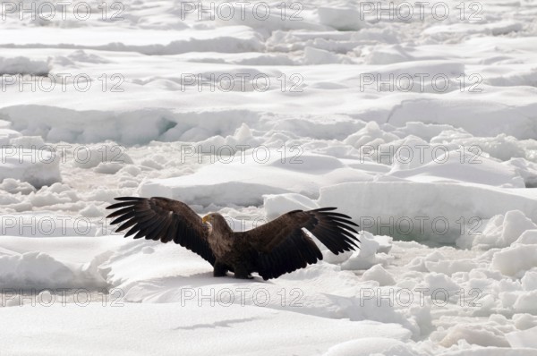 White-tailed Sea-eagle take-off on the pack (Haliaeetus albicilla), Russia Eagle-rabalva, rabalva, Haliaeetus albicilla, (Pygargue à queue blanche) Russia, 2017