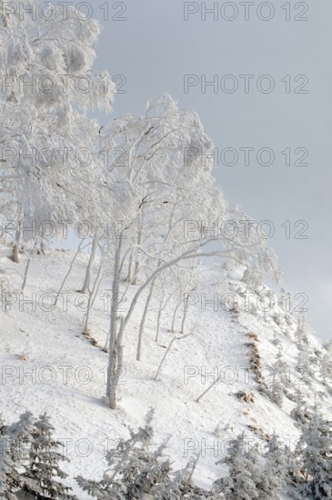 Landscape in winter, Hokkaido, Japan Landscape, Hokkaido, North, East, Winter, (Paysage) Japan, 2017