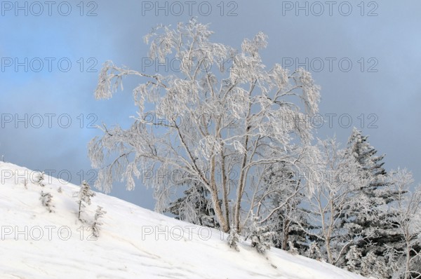 Lanscape in winter, Hokkaido, Japan Landscape, Hokkaido, North, East, Winter, (Paysage) Japan, 2017