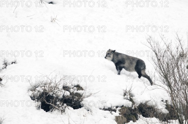 Japanese Serow in winter (Capricornis crispus), Japan Japanese serow, antelope, Japanese goat, Capricornis crispus, (Saro du Japon) 2017