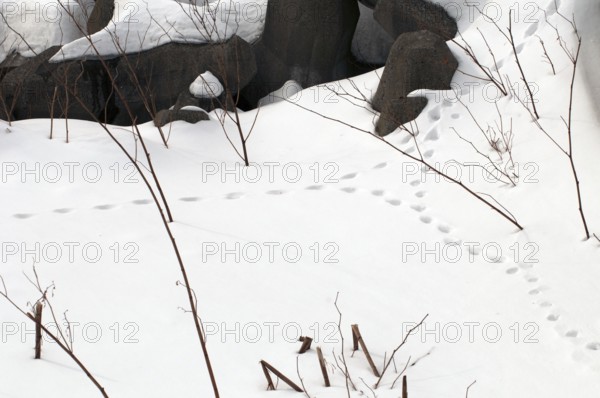 Tracks of red fox (Vulpes vulpes) in the snow Trails, red fox, snow, Vulpes vulpes, (Renard roux) 2017