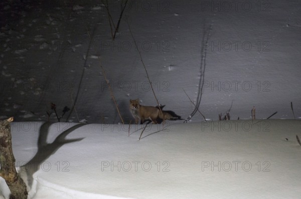 Red fox (Vulpes vulpes) in the night and in the snow red fox, snow, Vulpes vulpes, (Renard roux) 2017