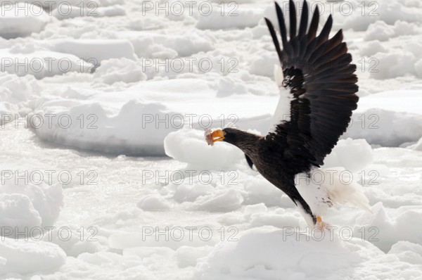 Steller's sea eagle (Haliaeetus pelagicus) flying, take-off with fish, Russia Steller's sea eagle, Haliaeetus pelagicus, (Pygargue de Steller) Russia, 2017