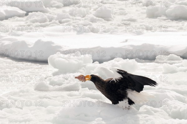 Steller's sea eagle (Haliaeetus pelagicus) on the pack with a fish, Russia Steller's sea eagle, Haliaeetus pelagicus, (Pygargue de Steller) Russia, 2017