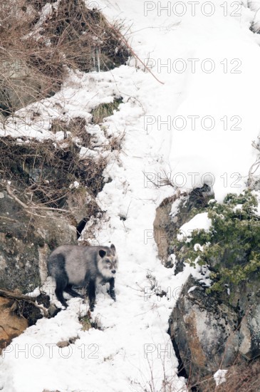 Japanese Serow in winter (Capricornis crispus), Japan Japanese serow, antelope, Japanese goat, Capricornis crispus, (Saro du Japon) 2017
