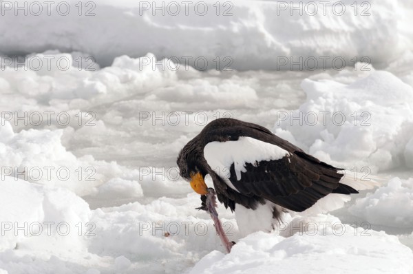 Steller's sea eagle (Haliaeetus pelagicus) eating a fish, Russia Steller's sea eagle, Haliaeetus pelagicus, (Pygargue de Steller) Russia, 2017