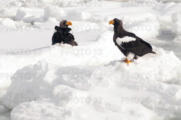 Steller's sea eagle (Haliaeetus pelagicus) couple on the pack, Russia Steller's sea eagle, Haliaeetus pelagicus, (Pygargue de Steller) Russia, 2017