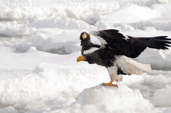 Steller's sea eagle (Haliaeetus pelagicus) on the pack, Russia Steller's sea eagle, Haliaeetus pelagicus, (Pygargue de Steller) Russia, 2017