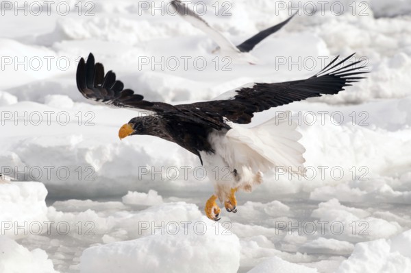 Steller's sea eagle (Haliaeetus pelagicus) flyng on the pack, Russia Steller's sea eagle, Haliaeetus pelagicus, (Pygargue de Steller) Russia, 2017