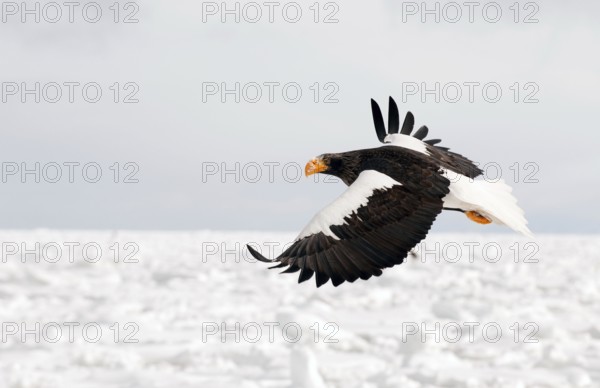 Steller's sea eagle (Haliaeetus pelagicus) flying, Russia Steller's sea eagle, Haliaeetus pelagicus, (Pygargue de Steller) Russia, 2017