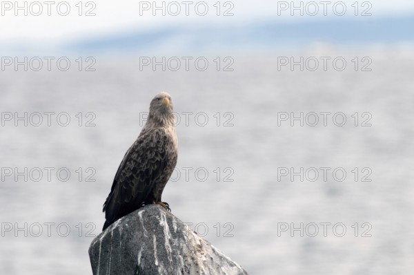 White-tailed Sea-eagle (Haliaeetus albicilla), Japan Sea-eagle, White-tailed, Haliaeetus albicilla, (Pygargue à queue blanche) Japan, 2017