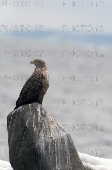 White-tailed Sea-eagle (Haliaeetus albicilla), Japan Sea-eagle, White-tailed, Haliaeetus albicilla, (Pygargue à queue blanche) Japan, 2017