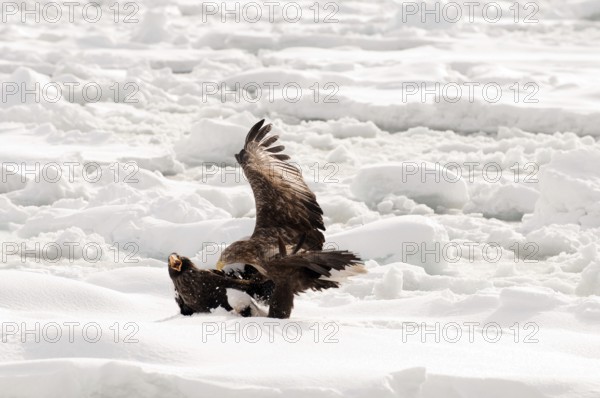 White-tailed Sea-eagle fighting with Steller sea-eagle on the pack (Haliaeetus albicilla), Russia Eagle-rabalva, rabalva, Haliaeetus albicilla, (Pygargue à queue blanche) Russia, 2017