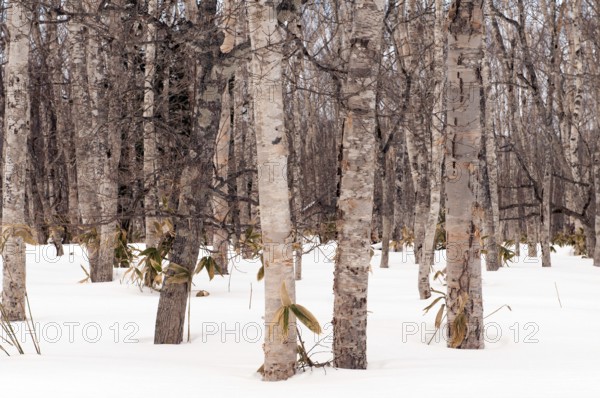 Wood of birch trees in winter, Hokkaido, Japan Landscape, Hokkaido, North, East, Winter, (Paysage) Japan, 2017