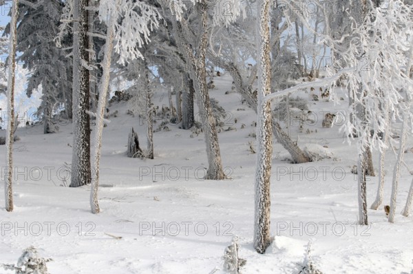 Landscape in winter, Hokkaido, Japan Landscape, Hokkaido, North, East, Winter, (Paysage) Japan, 2017