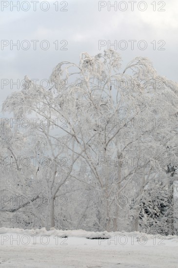 Landscape in winter, Hokkaido, Japan Landscape, Hokkaido, North, East, Winter, (Paysage) Japan, 2017
